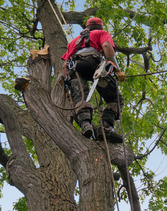 cabanes dans les arbres